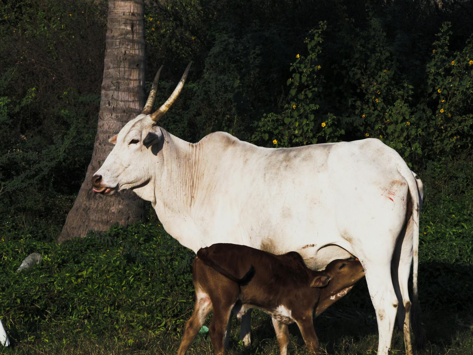 Calf drinking milk at a Goshala — Gau Seva in Sanatan Dharma